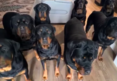 Kilenc rottweilerrel él a férfi: felkavaró, ki lakik még velük