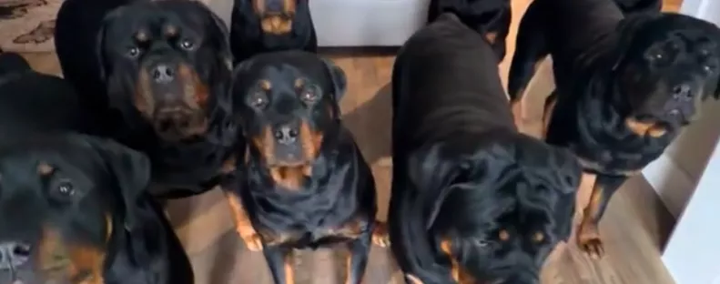 Kilenc rottweilerrel él a férfi: felkavaró, ki lakik még velük