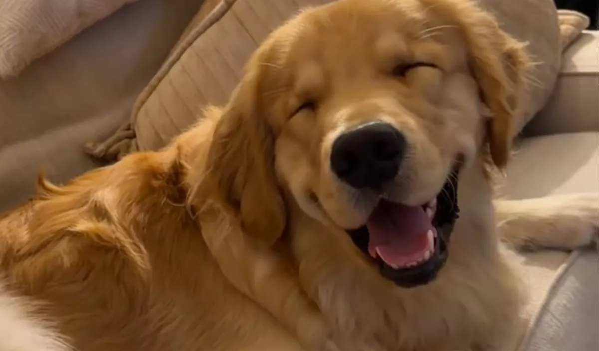 Minden erejével ébren próbál maradni a golden retriever: az ok szívmelengető