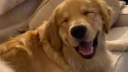 Minden erejével ébren próbál maradni a golden retriever: az ok szívmelengető