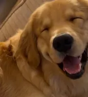 Minden erejével ébren próbál maradni a golden retriever: az ok szívmelengető