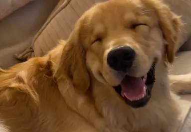 Minden erejével ébren próbál maradni a golden retriever: az ok szívmelengető