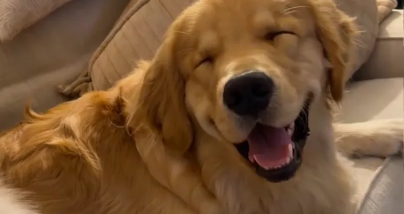 Minden erejével ébren próbál maradni a golden retriever: az ok szívmelengető