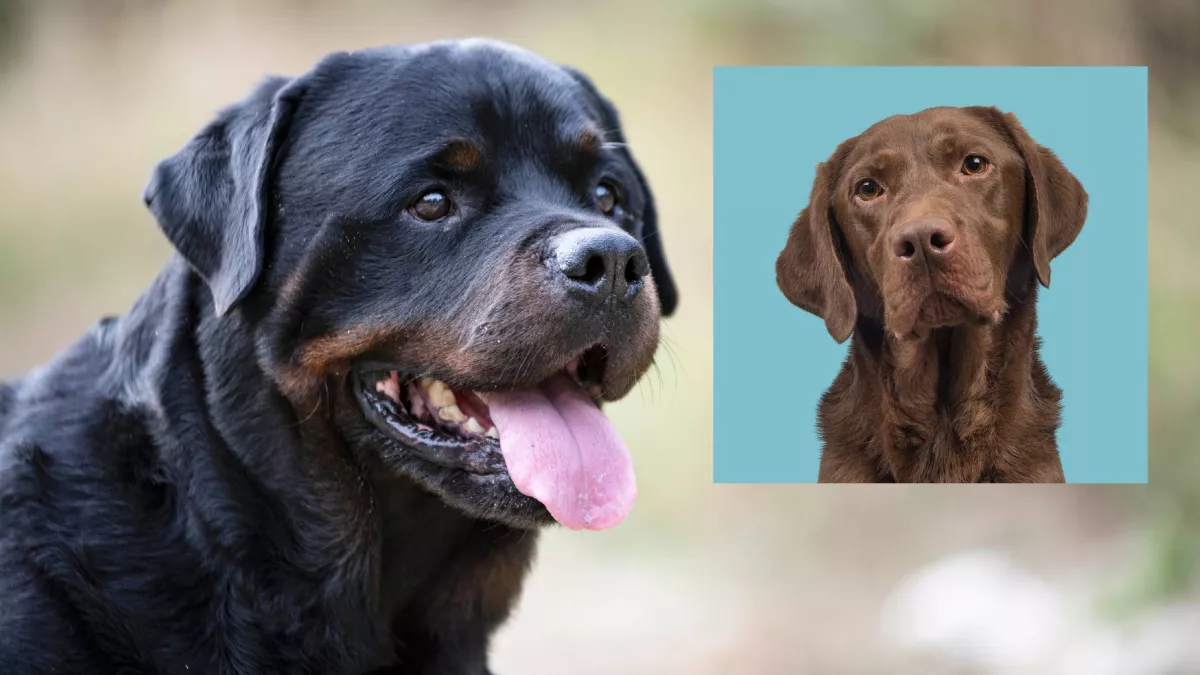 Labrador és rottweiler a szülők: ez a gyönyörű kölyök keres gazdit