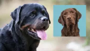 Labrador és rottweiler a szülők: ez a gyönyörű kölyök keres gazdit