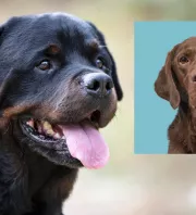 Labrador és rottweiler a szülők: ez a gyönyörű kölyök keres gazdit