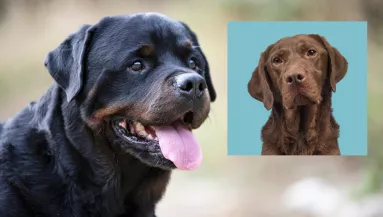 Labrador és rottweiler a szülők: ez a gyönyörű kölyök keres gazdit