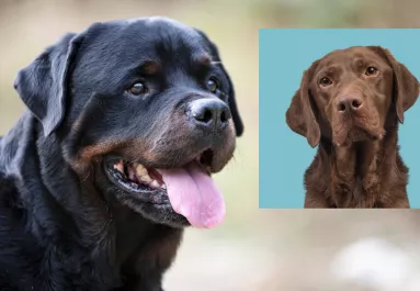 Labrador és rottweiler a szülők: ez a gyönyörű kölyök keres gazdit