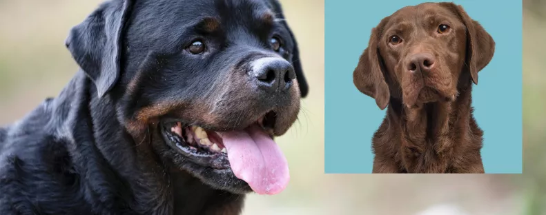 Labrador és rottweiler a szülők: ez a gyönyörű kölyök keres gazdit