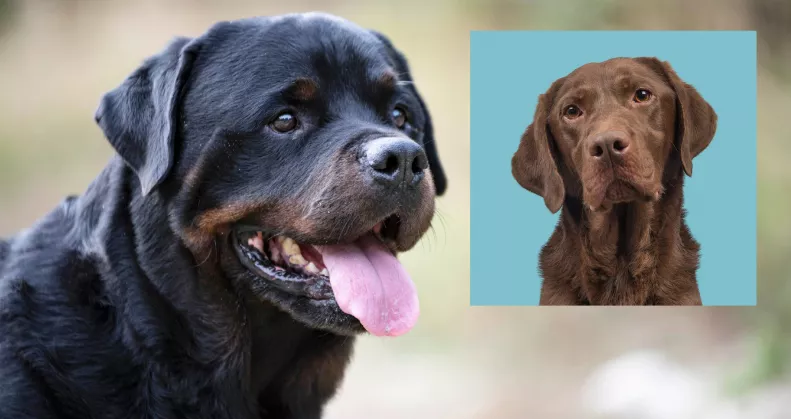 Labrador és rottweiler a szülők: ez a gyönyörű kölyök keres gazdit