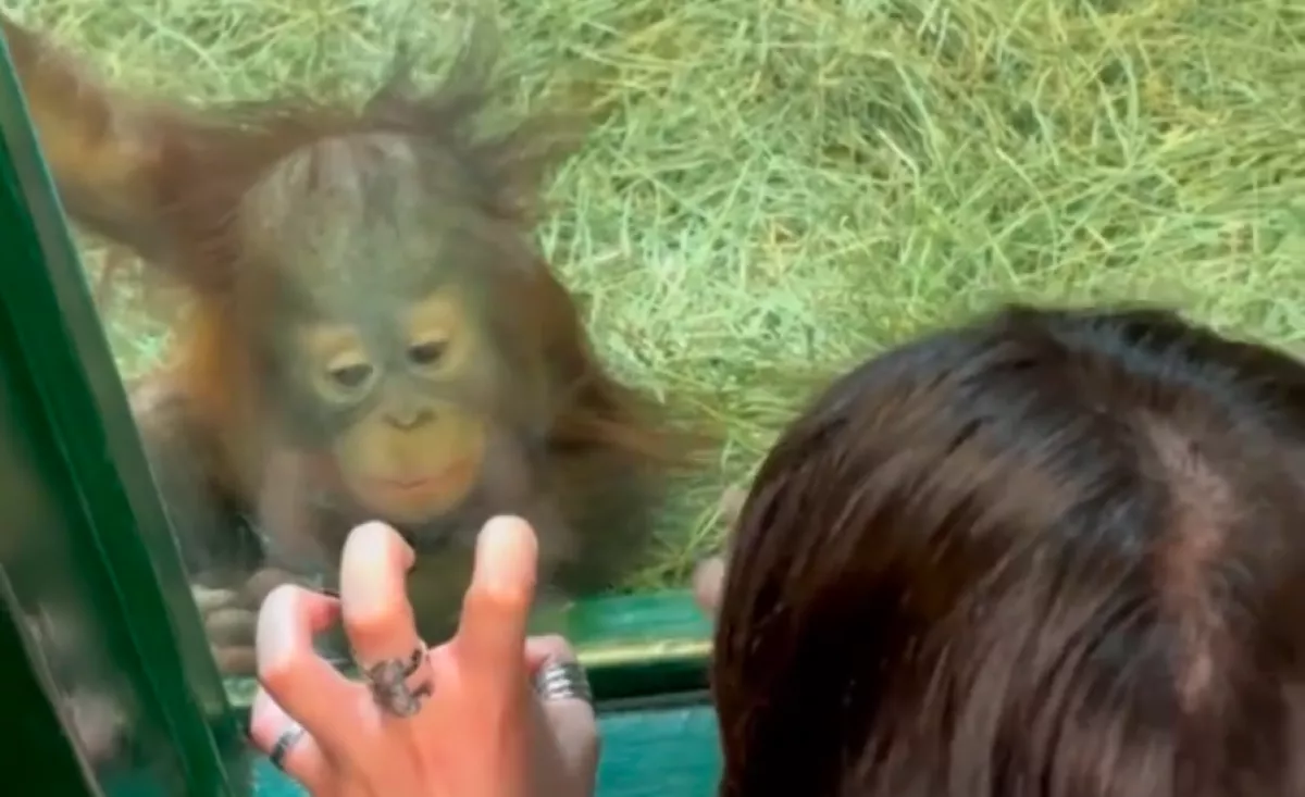 Orangutánkölyökkel találkozik a nő: Ami ezután történik, az élete legszebb napjához vezet