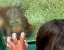 Orangutánkölyökkel találkozik a nő: Ami ezután történik, az élete legszebb napjához vezet