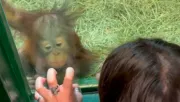 Orangutánkölyökkel találkozik a nő: Ami ezután történik, az élete legszebb napjához vezet