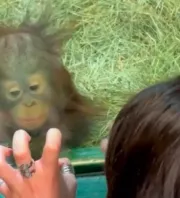 Orangutánkölyökkel találkozik a nő: Ami ezután történik, az élete legszebb napjához vezet