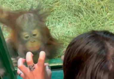 Orangutánkölyökkel találkozik a nő: Ami ezután történik, az élete legszebb napjához vezet