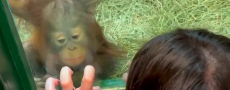 Orangutánkölyökkel találkozik a nő: Ami ezután történik, az élete legszebb napjához vezet