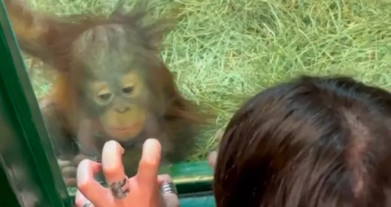 Orangutánkölyökkel találkozik a nő: Ami ezután történik, az élete legszebb napjához vezet