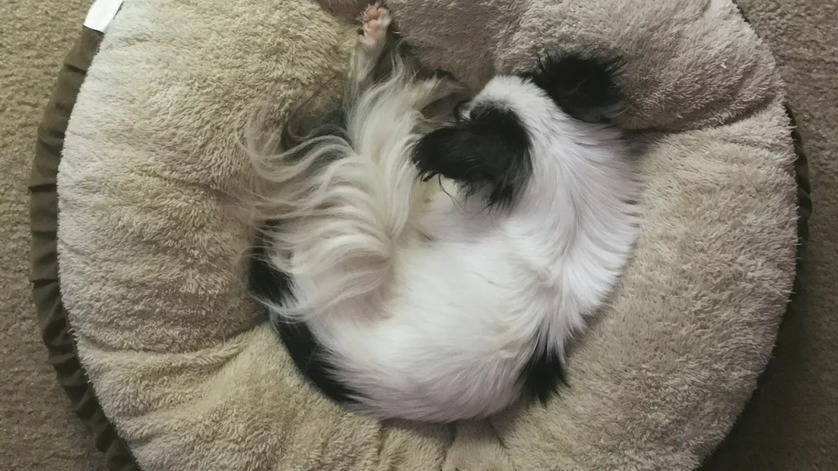 Tudtad? Ezért forognak a kutyák sokszor körbe