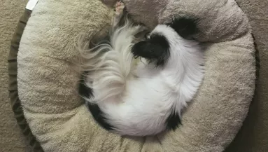 Tudtad? Ezért forognak a kutyák sokszor körbe