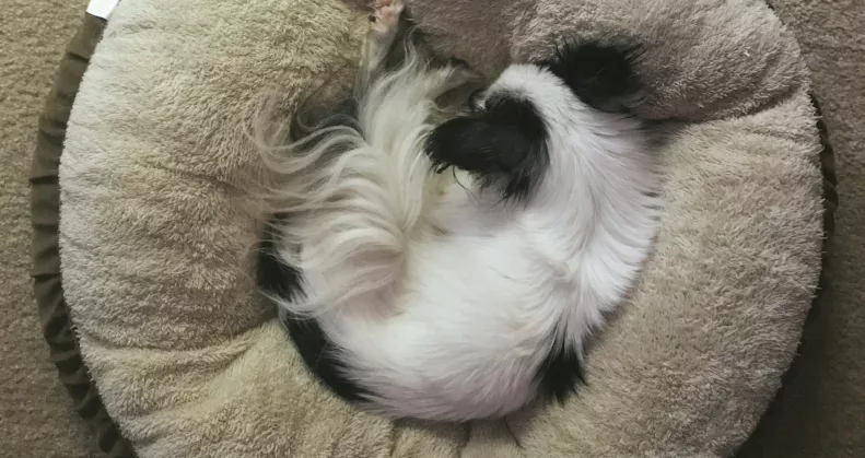 Tudtad? Ezért forognak a kutyák sokszor körbe