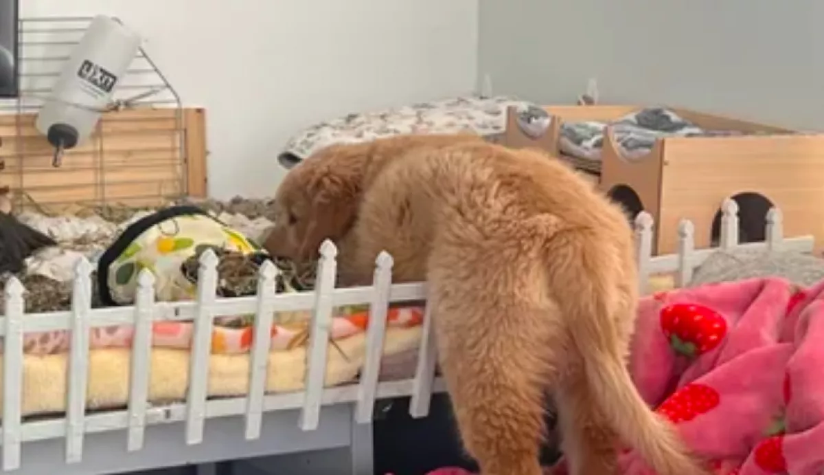 Mindig beoson a tengerimalac ketrecébe a golden retriever kölyök: az oka imádnivaló