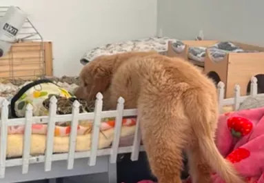 Mindig beoson a tengerimalac ketrecébe a golden retriever kölyök: az oka imádnivaló