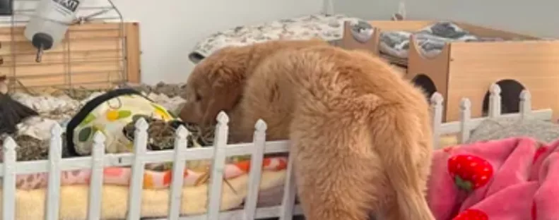 Mindig beoson a tengerimalac ketrecébe a golden retriever kölyök: az oka imádnivaló