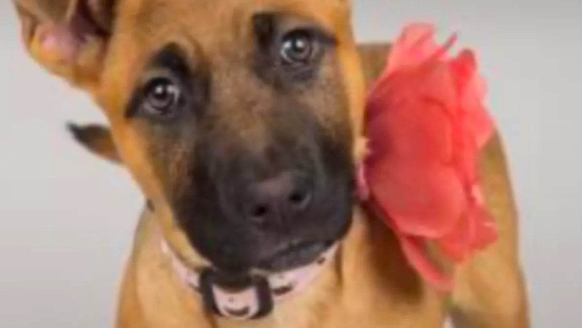 Hét év után viszi vissza a kutyát a család a menhelyre: az oka megdöbbentő