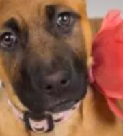 Hét év után viszi vissza a kutyát a család a menhelyre: az oka megdöbbentő