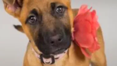 Hét év után viszi vissza a kutyát a család a menhelyre: az oka megdöbbentő