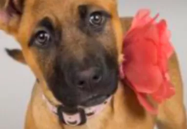 Hét év után viszi vissza a kutyát a család a menhelyre: az oka megdöbbentő