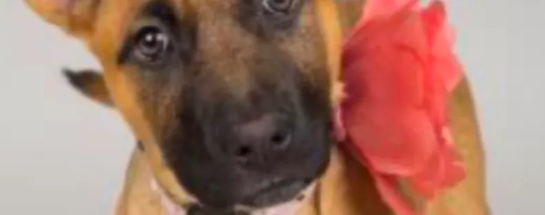 Hét év után viszi vissza a kutyát a család a menhelyre: az oka megdöbbentő