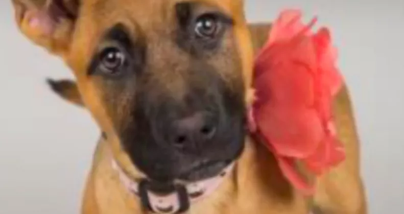 Hét év után viszi vissza a kutyát a család a menhelyre: az oka megdöbbentő