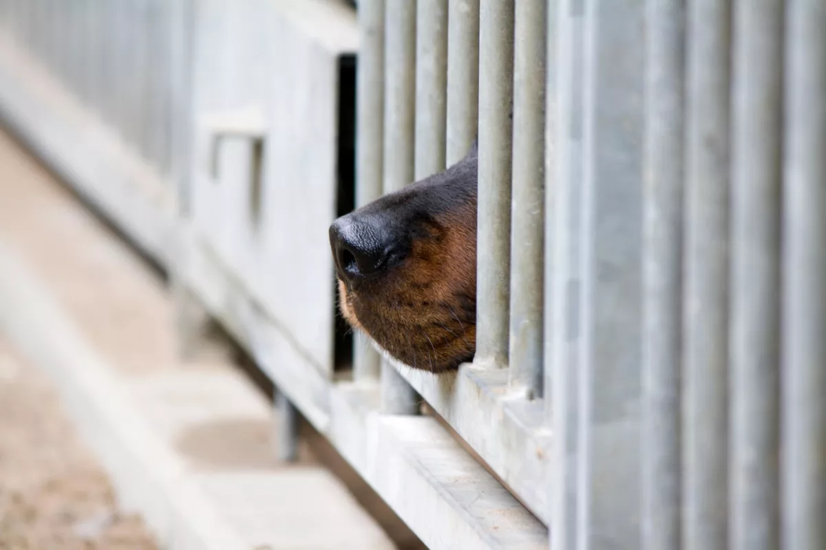 Állatmentőket hívtak ki egy idős nő kutyáihoz: sokkoló látvány fogadta őket a helyszínen