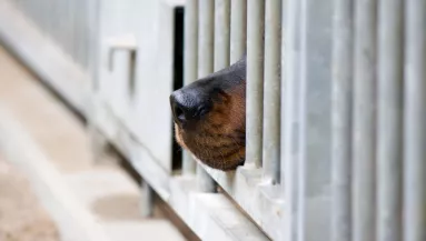 Állatmentőket hívtak ki egy idős nő kutyáihoz: sokkoló látvány fogadta őket a helyszínen