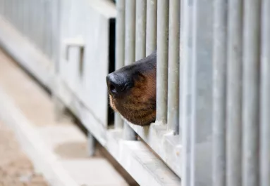 Állatmentőket hívtak ki egy idős nő kutyáihoz: sokkoló látvány fogadta őket a helyszínen