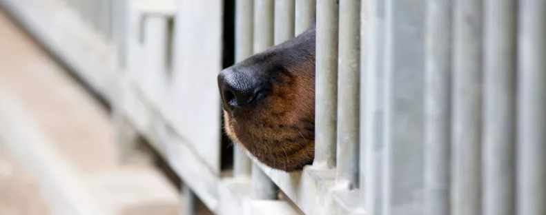 Állatmentőket hívtak ki egy idős nő kutyáihoz: sokkoló látvány fogadta őket a helyszínen