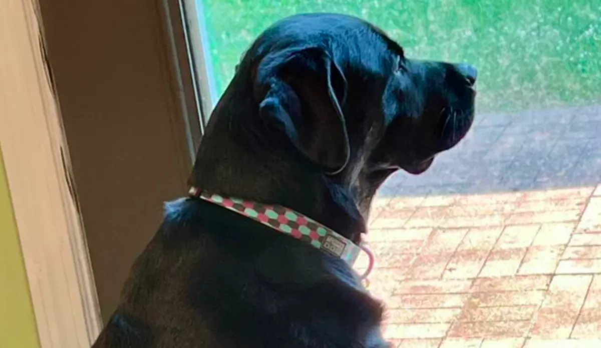 Nyolc év után akarja elaltatni az egészséges kutyáját a család: az ok érthetetlen