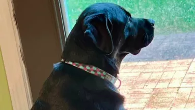 Nyolc év után akarja elaltatni az egészséges kutyáját a család: az ok érthetetlen