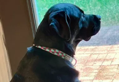 Nyolc év után akarja elaltatni az egészséges kutyáját a család: az ok érthetetlen