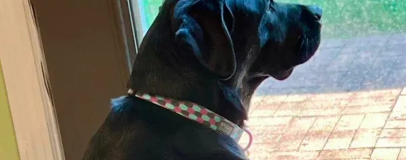 Nyolc év után akarja elaltatni az egészséges kutyáját a család: az ok érthetetlen