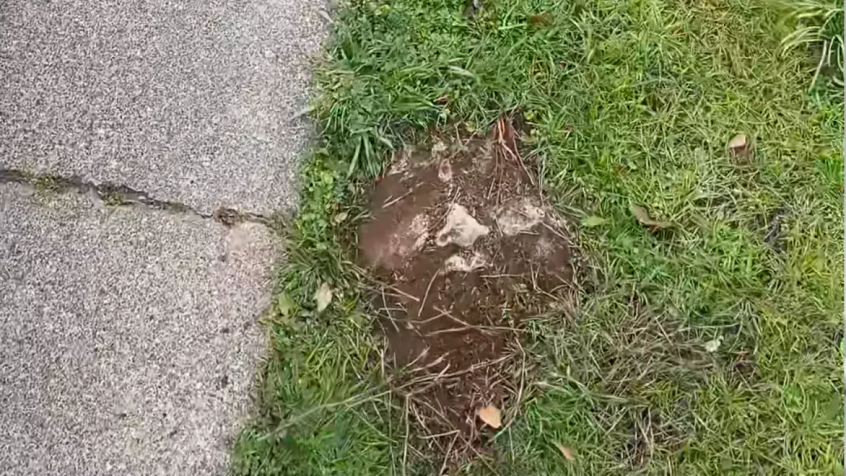 Szokatlan követ talál a kertjében a nő: a mögötte rejlő történet lenyűgöző