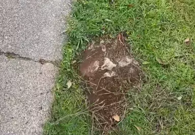 Szokatlan követ talál a kertjében a nő: a mögötte rejlő történet lenyűgöző