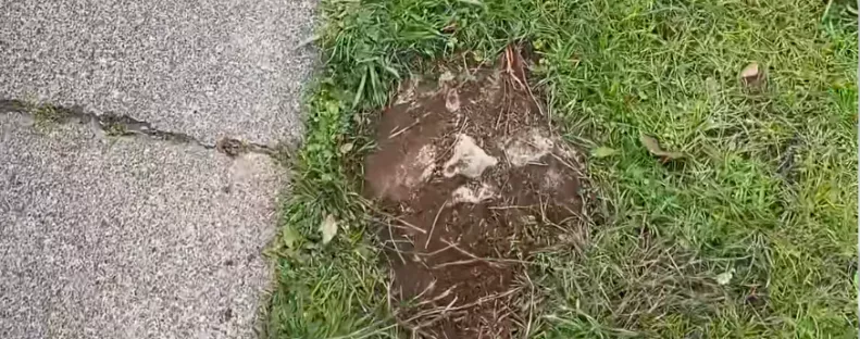 Szokatlan követ talál a kertjében a nő: a mögötte rejlő történet lenyűgöző