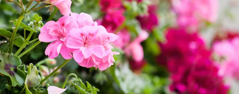 Ezért ne ültesd ki a muskátlikat eddig az időpontig az erkélyre