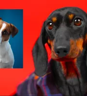 Tacskó és Jack Russell a szülők: a kölykeikért megőrül az internet