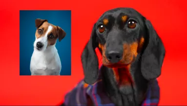 Tacskó és Jack Russell a szülők: a kölykeikért megőrül az internet