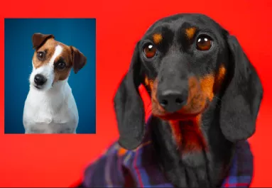 Tacskó és Jack Russell a szülők: a kölykeikért megőrül az internet