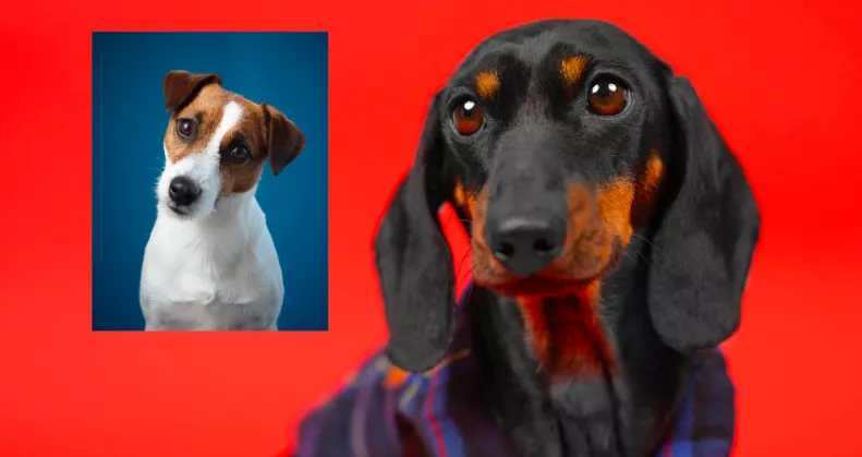 Tacskó és Jack Russell a szülők: a kölykeikért megőrül az internet