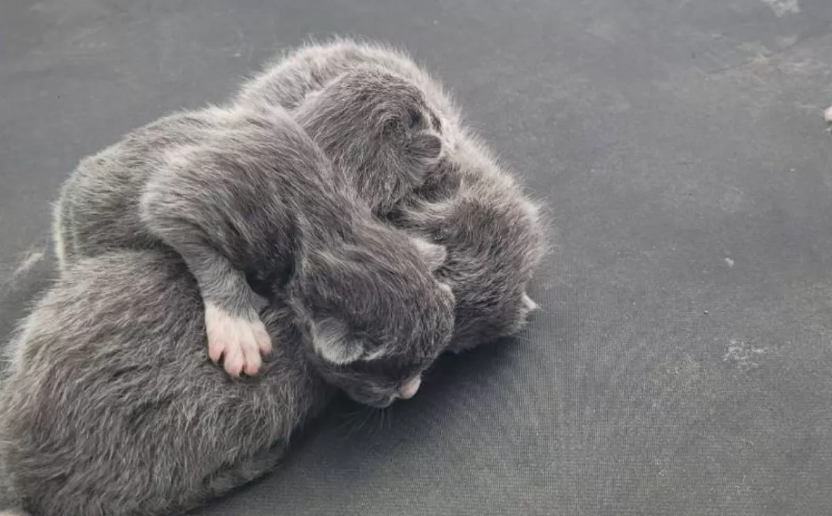 Gyanús zajokat hall a nő: amikor a kocsi tetejére néz, nem hisz a szemének